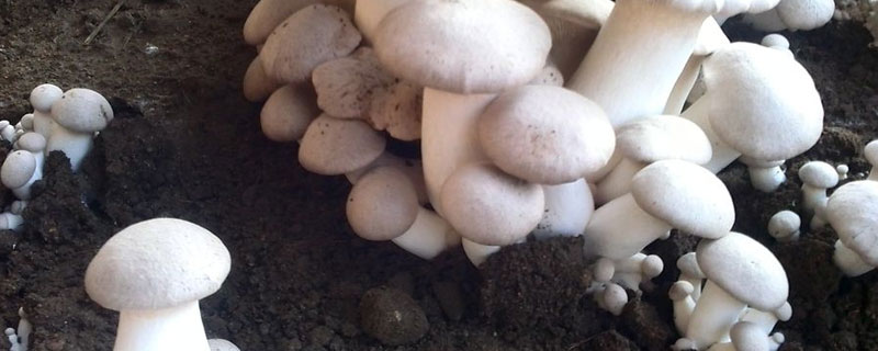 口蘑能种植吗