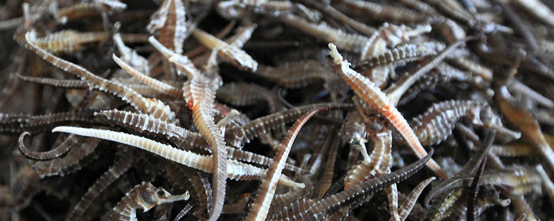 海马能养殖吗