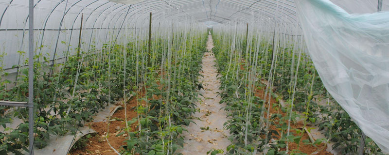 大棚蔬菜前景