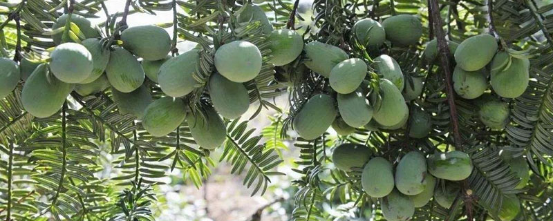 香榧种植条件
