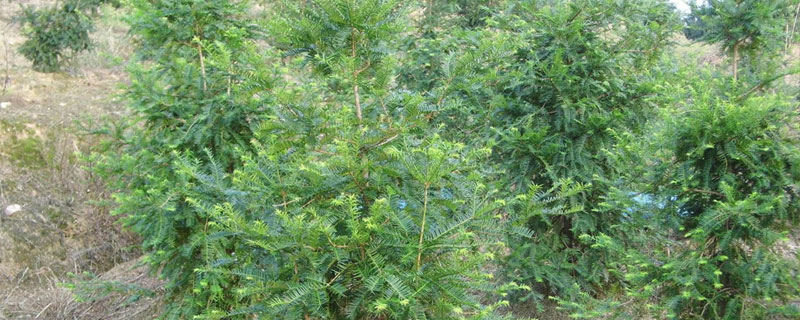 香榧树盆景种植方法