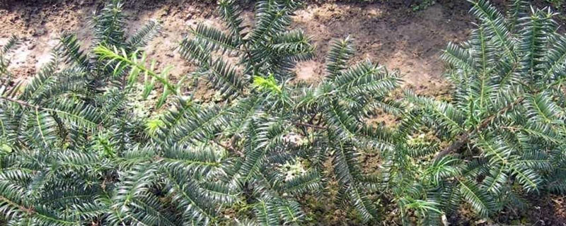 香榧种子培育方法