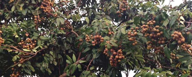 四季蜜龙眼种植方法