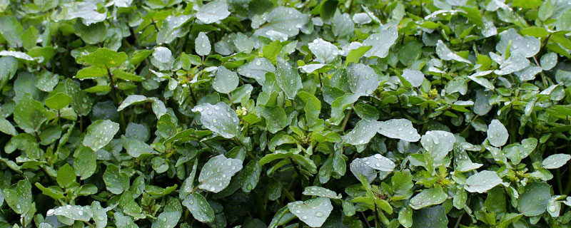 豆瓣菜是什么菜