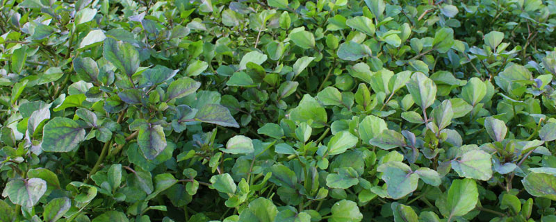 豆瓣菜种植时间