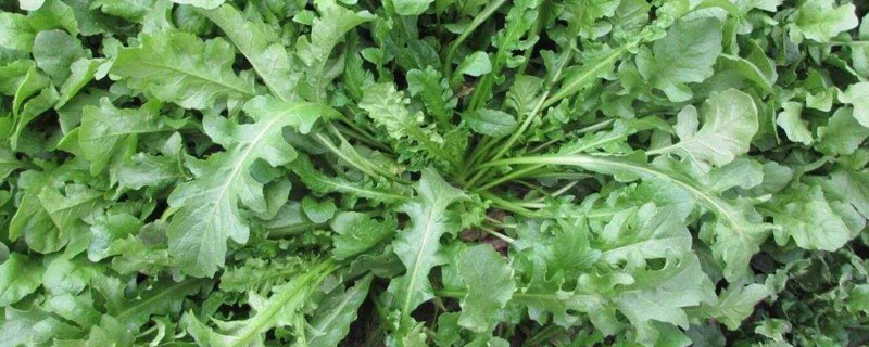 荠菜阳台种植技术