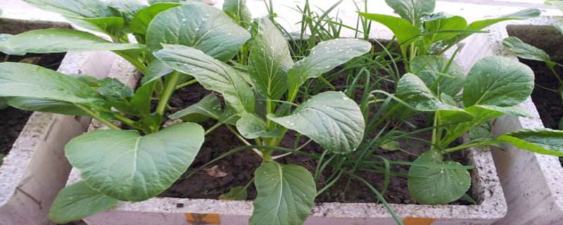 阳台盆栽菜心方法