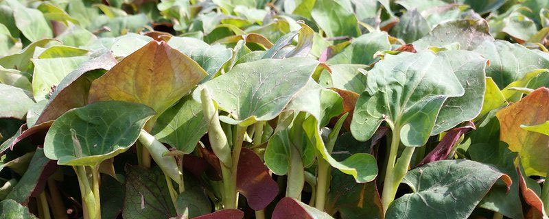 野菜种植一亩挣多少钱