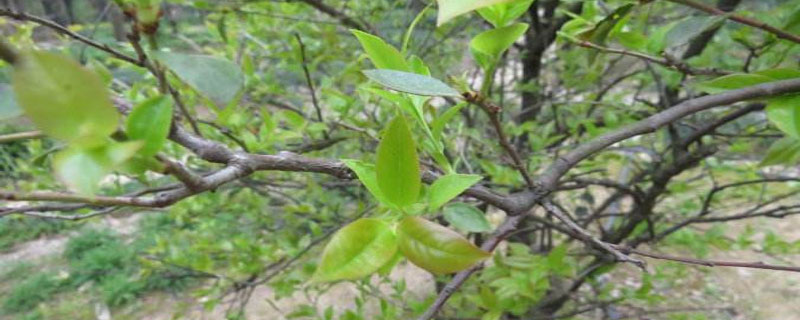 乌饭树移植时间