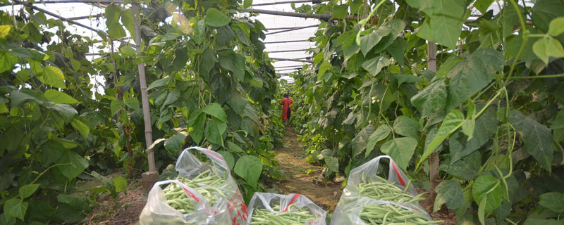 大棚豆角种植技术