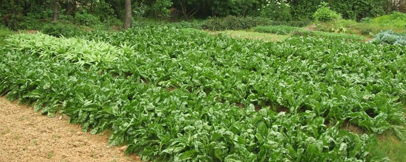 莙荙菜栽培技术