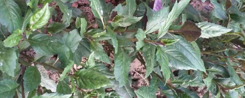 红凤菜栽培技术