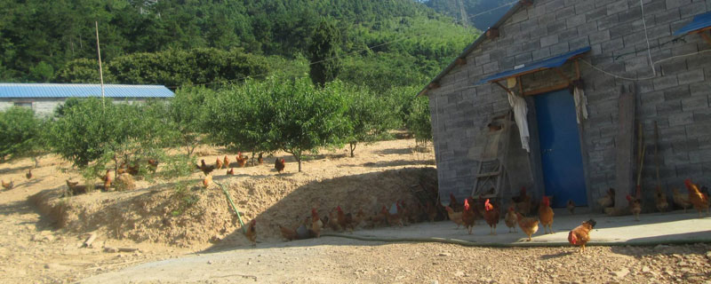 养鸡场能建在村庄吗