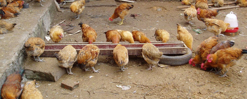 养猪和养鸡哪个利润高