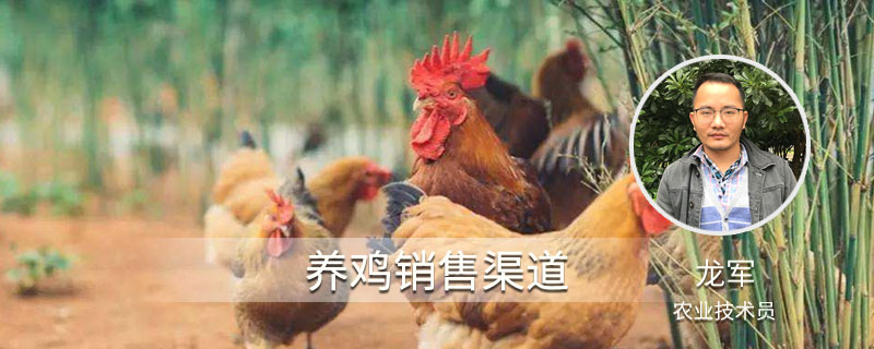养鸡销售渠道有哪些