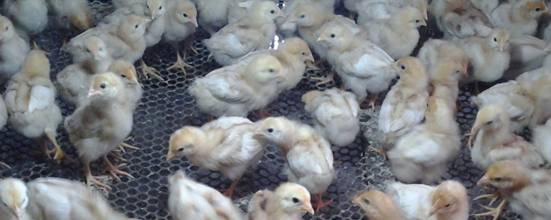 怎么提高鸡育雏的成活率