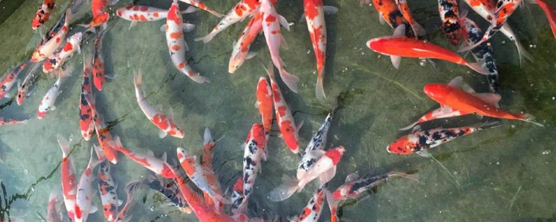 养锦鲤的水温多少合适