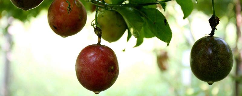 黄金百香果种植方法
