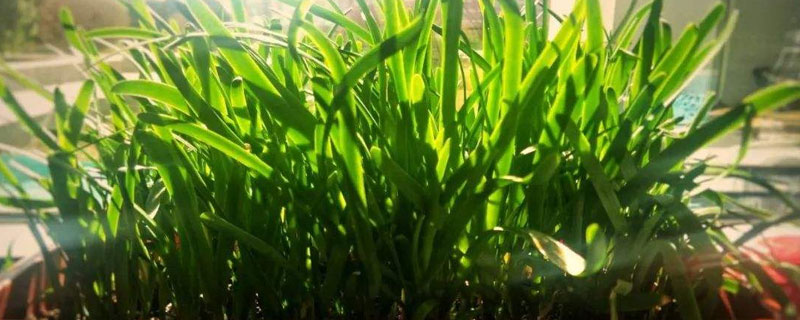 懒人韭菜的种植方法