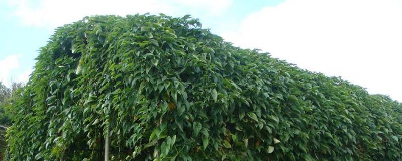 山药悬空种植方法