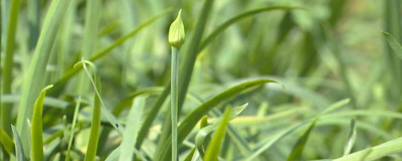 林下种植耐阴蔬菜品种有哪些