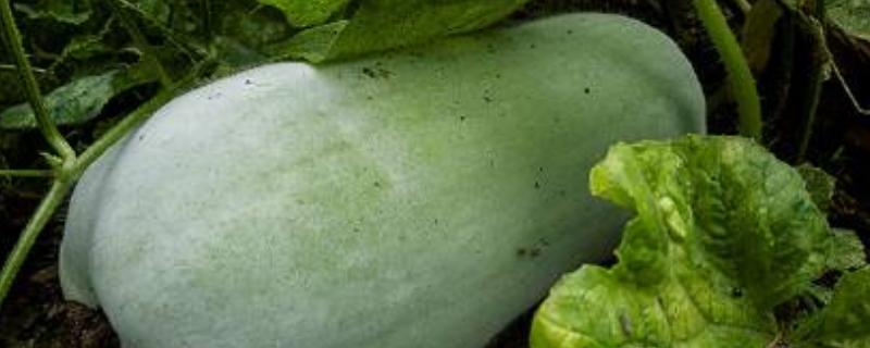 烧瓜种植方法和时间