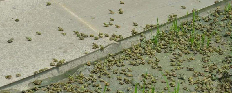 黑斑蛙养殖方法