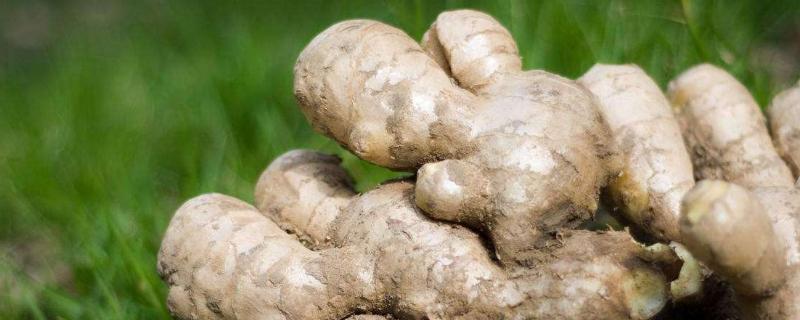 生姜的种植方法和时间