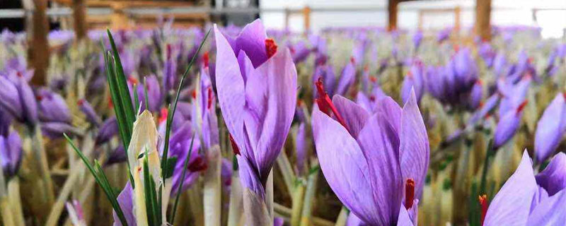 藏红花怎么种植
