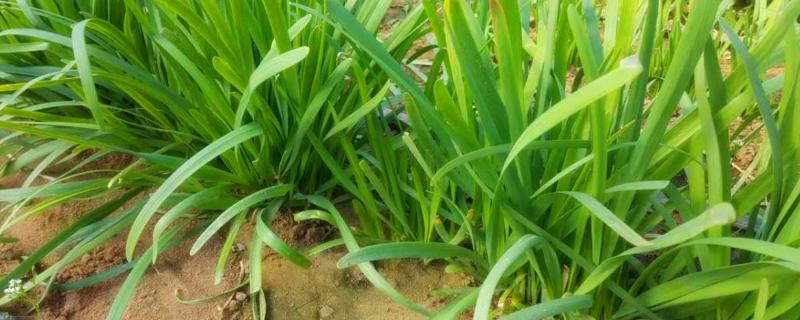 韭菜怎么种植方法