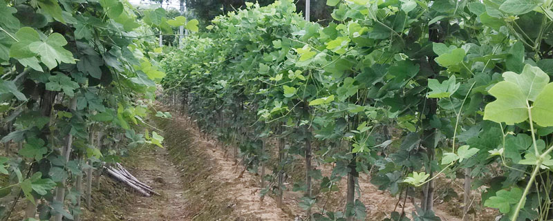 粉葛的种植方法与管理