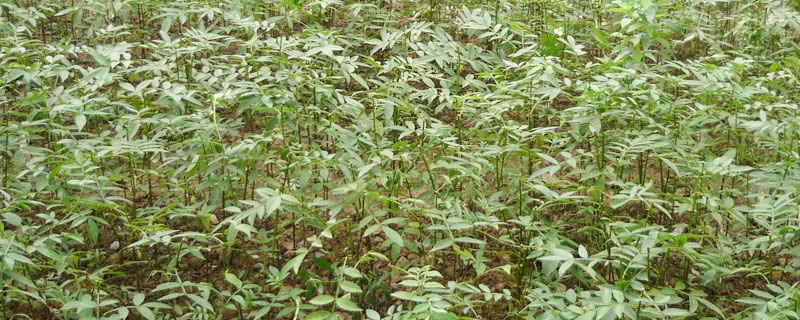 花椒苗怎么种植