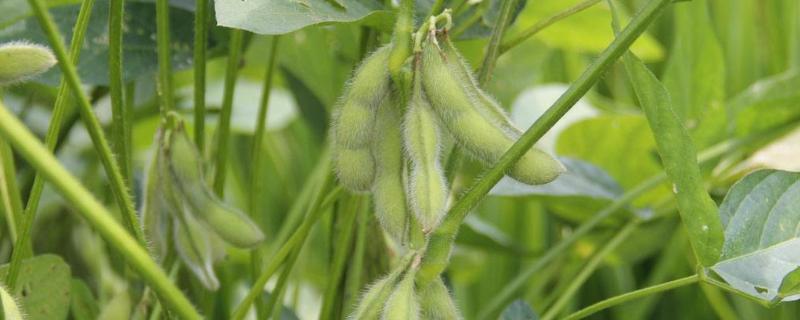 黄豆怎么种植方法