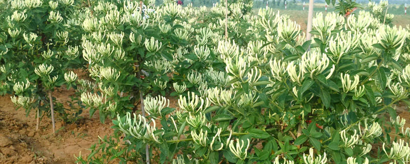金银花种植条件