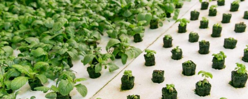 室内蔬菜种植项目有哪些