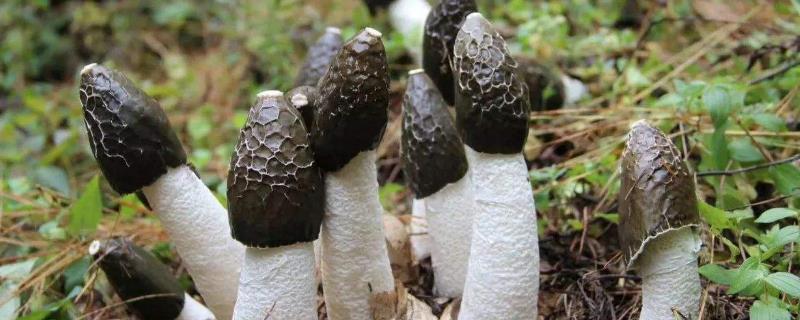 冬荪种植一亩投资多少