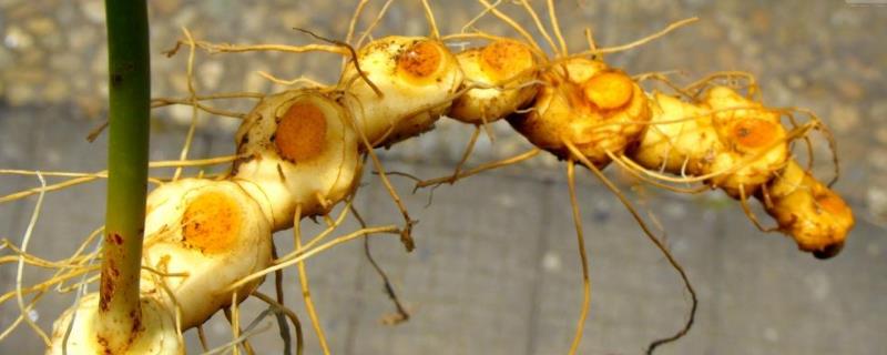 黄精怎样种植更高产