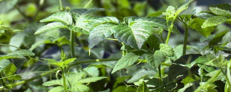 10个适合农村种植的药材品种