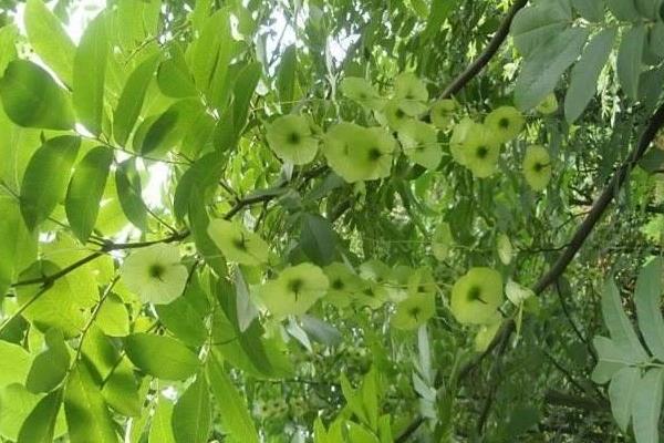 青钱柳树苗哪里有买？花卉市场有吗