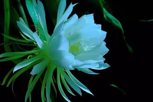 昙花图片及养殖方法