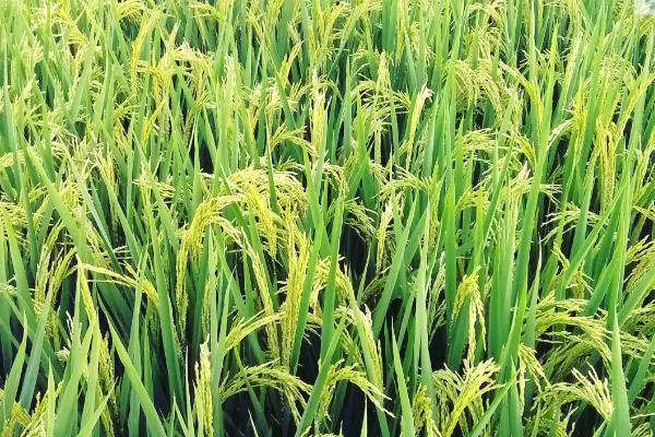 水稻叶面肥用哪些较好，什么温度使用效果更好