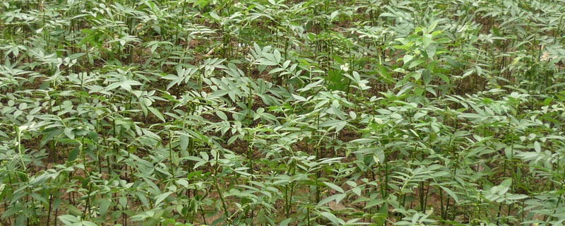 香椿的种植技术