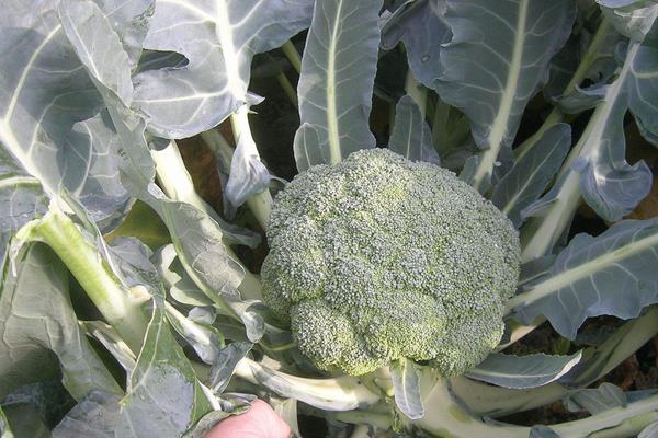 现在种植什么好？这几种中药材和果蔬前景好