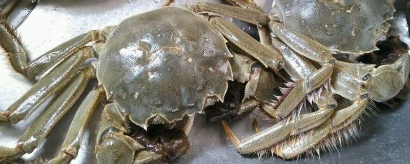 过夜大闸蟹可以吃吗
