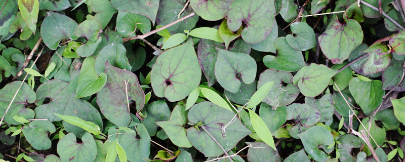 折耳根种植方法