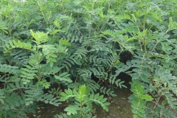 黄芪种植技术及亩收益，要什么气候条件，几年可以收获
