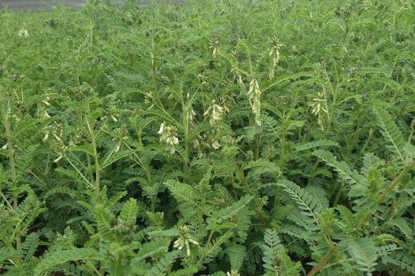 黄芪种植技术及亩收益，要什么气候条件，几年可以收获