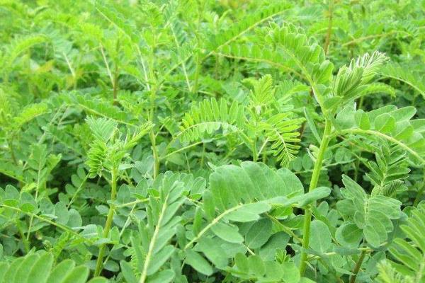 黄芪种植技术及亩收益，要什么气候条件，几年可以收获