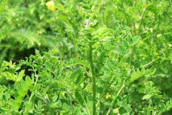 黄芪种植技术及亩收益，要什么气候条件，几年可以收获