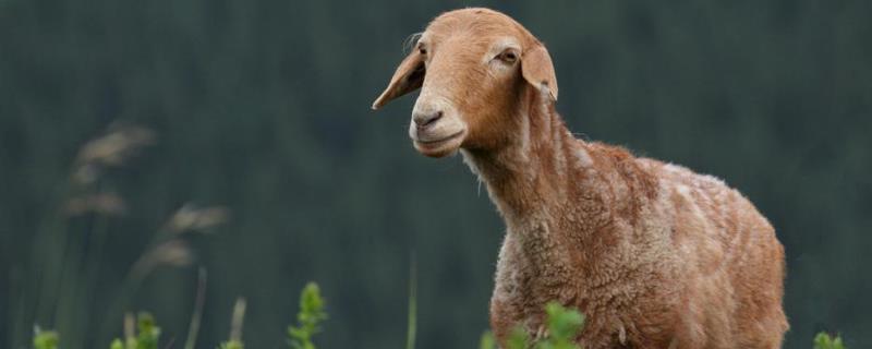 养羊的利润与成本和有什么风险